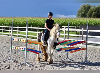 Cob Irlandese / Tinker / Gypsy Vanner, Giumenta, 7 Anni, 125 cm, Pezzato