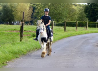 Cob Irlandese / Tinker / Gypsy Vanner, Giumenta, 7 Anni, 125 cm, Pezzato