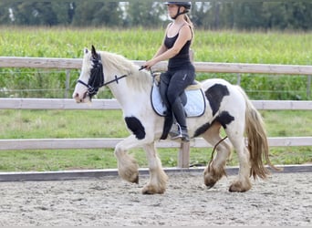 Cob Irlandese / Tinker / Gypsy Vanner, Giumenta, 7 Anni, 125 cm, Pezzato