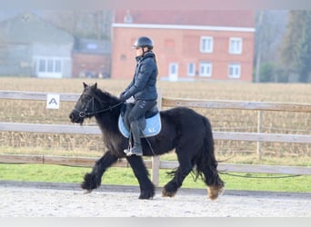 Cob Irlandese / Tinker / Gypsy Vanner, Giumenta, 7 Anni, 126 cm, Morello