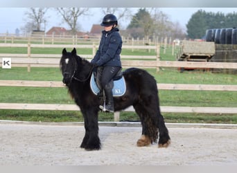 Cob Irlandese / Tinker / Gypsy Vanner, Giumenta, 7 Anni, 126 cm, Morello