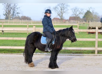 Cob Irlandese / Tinker / Gypsy Vanner, Giumenta, 7 Anni, 126 cm, Morello