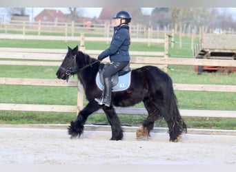 Cob Irlandese / Tinker / Gypsy Vanner, Giumenta, 7 Anni, 126 cm, Morello