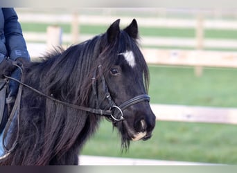 Cob Irlandese / Tinker / Gypsy Vanner, Giumenta, 7 Anni, 126 cm, Morello