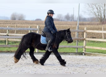 Cob Irlandese / Tinker / Gypsy Vanner, Giumenta, 7 Anni, 126 cm, Morello