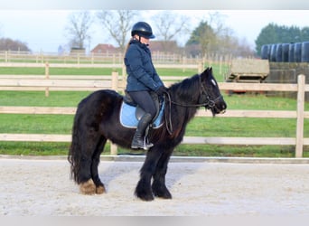 Cob Irlandese / Tinker / Gypsy Vanner, Giumenta, 7 Anni, 126 cm, Morello