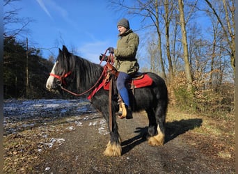 Cob Irlandese / Tinker / Gypsy Vanner, Giumenta, 7 Anni, 128 cm, Morello