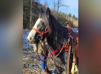 Cob Irlandese / Tinker / Gypsy Vanner, Giumenta, 7 Anni, 128 cm, Morello