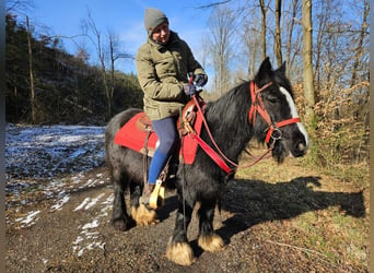 Cob Irlandese / Tinker / Gypsy Vanner, Giumenta, 7 Anni, 128 cm, Morello