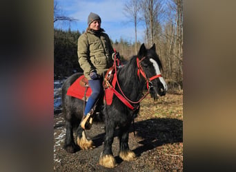 Cob Irlandese / Tinker / Gypsy Vanner, Giumenta, 7 Anni, 128 cm, Morello