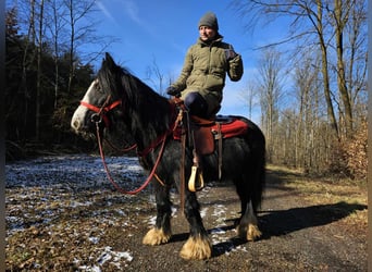 Cob Irlandese / Tinker / Gypsy Vanner, Giumenta, 7 Anni, 128 cm, Morello