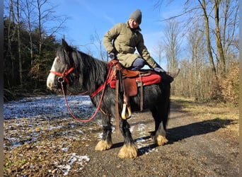 Cob Irlandese / Tinker / Gypsy Vanner, Giumenta, 7 Anni, 128 cm, Morello