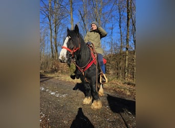 Cob Irlandese / Tinker / Gypsy Vanner, Giumenta, 7 Anni, 128 cm, Morello