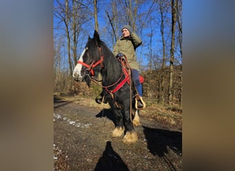 Cob Irlandese / Tinker / Gypsy Vanner, Giumenta, 7 Anni, 128 cm, Morello