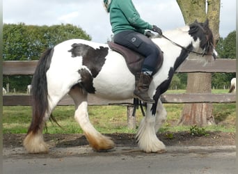 Cob Irlandese / Tinker / Gypsy Vanner, Giumenta, 7 Anni, 128 cm, Pezzato