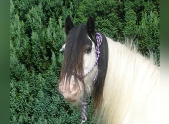 Cob Irlandese / Tinker / Gypsy Vanner, Giumenta, 7 Anni, 128 cm, Pezzato