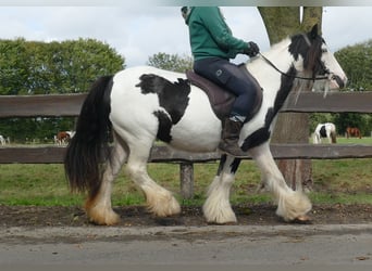 Cob Irlandese / Tinker / Gypsy Vanner, Giumenta, 7 Anni, 128 cm, Pezzato