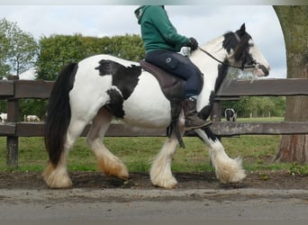 Cob Irlandese / Tinker / Gypsy Vanner, Giumenta, 7 Anni, 128 cm, Pezzato