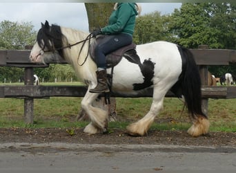 Cob Irlandese / Tinker / Gypsy Vanner, Giumenta, 7 Anni, 128 cm, Pezzato