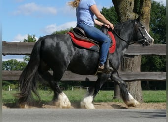 Cob Irlandese / Tinker / Gypsy Vanner, Giumenta, 7 Anni, 129 cm, Morello