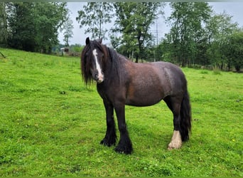 Cob Irlandese / Tinker / Gypsy Vanner, Giumenta, 7 Anni, 130 cm, Morello