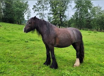 Cob Irlandese / Tinker / Gypsy Vanner, Giumenta, 7 Anni, 130 cm, Morello