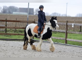 Cob Irlandese / Tinker / Gypsy Vanner, Giumenta, 7 Anni, 130 cm, Pezzato