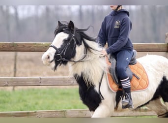 Cob Irlandese / Tinker / Gypsy Vanner, Giumenta, 7 Anni, 130 cm, Pezzato