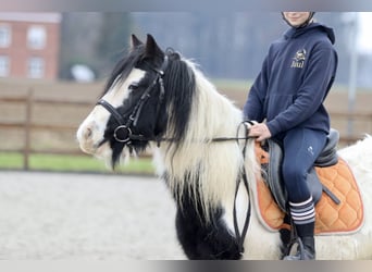 Cob Irlandese / Tinker / Gypsy Vanner, Giumenta, 7 Anni, 130 cm, Pezzato