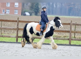 Cob Irlandese / Tinker / Gypsy Vanner, Giumenta, 7 Anni, 130 cm, Pezzato