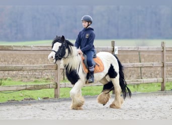 Cob Irlandese / Tinker / Gypsy Vanner, Giumenta, 7 Anni, 130 cm, Pezzato