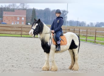 Cob Irlandese / Tinker / Gypsy Vanner, Giumenta, 7 Anni, 130 cm, Pezzato