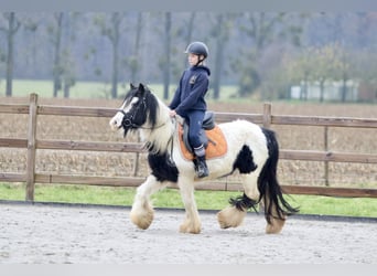 Cob Irlandese / Tinker / Gypsy Vanner, Giumenta, 7 Anni, 130 cm, Pezzato