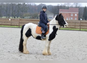 Cob Irlandese / Tinker / Gypsy Vanner, Giumenta, 7 Anni, 130 cm, Pezzato