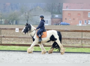 Cob Irlandese / Tinker / Gypsy Vanner, Giumenta, 7 Anni, 130 cm, Pezzato