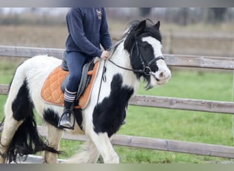 Cob Irlandese / Tinker / Gypsy Vanner, Giumenta, 7 Anni, 130 cm, Pezzato