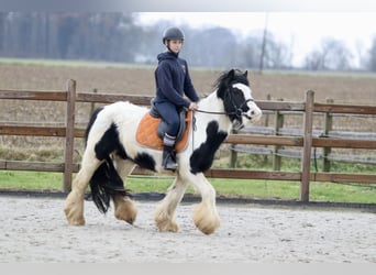 Cob Irlandese / Tinker / Gypsy Vanner, Giumenta, 7 Anni, 130 cm, Pezzato