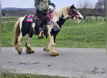 Cob Irlandese / Tinker / Gypsy Vanner, Giumenta, 7 Anni, 130 cm, Pezzato