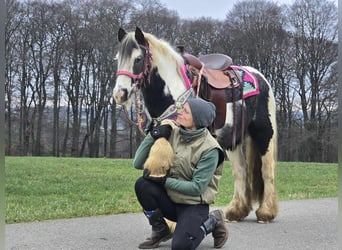 Cob Irlandese / Tinker / Gypsy Vanner, Giumenta, 7 Anni, 130 cm, Pezzato