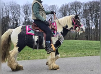 Cob Irlandese / Tinker / Gypsy Vanner, Giumenta, 7 Anni, 130 cm, Pezzato