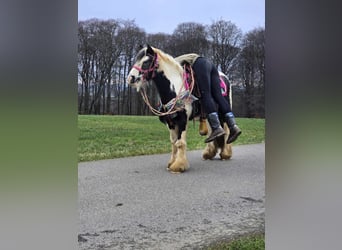 Cob Irlandese / Tinker / Gypsy Vanner, Giumenta, 7 Anni, 130 cm, Pezzato