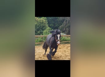 Cob Irlandese / Tinker / Gypsy Vanner, Giumenta, 7 Anni, 135 cm, Morello