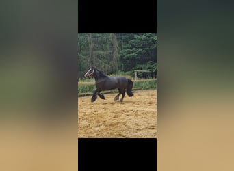 Cob Irlandese / Tinker / Gypsy Vanner, Giumenta, 7 Anni, 135 cm, Morello