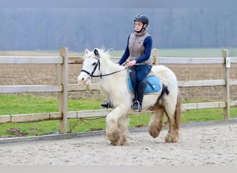 Cob Irlandese / Tinker / Gypsy Vanner, Giumenta, 7 Anni, 135 cm, Pezzato