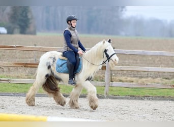 Cob Irlandese / Tinker / Gypsy Vanner, Giumenta, 7 Anni, 135 cm, Pezzato