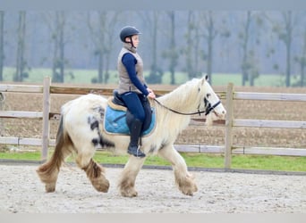 Cob Irlandese / Tinker / Gypsy Vanner, Giumenta, 7 Anni, 135 cm, Pezzato