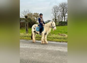 Cob Irlandese / Tinker / Gypsy Vanner, Giumenta, 7 Anni, 135 cm, Pezzato