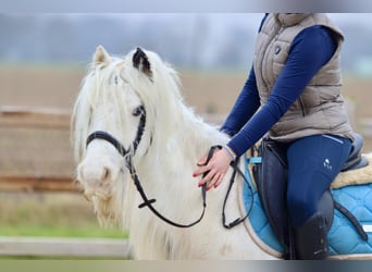 Cob Irlandese / Tinker / Gypsy Vanner, Giumenta, 7 Anni, 135 cm, Pezzato