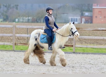 Cob Irlandese / Tinker / Gypsy Vanner, Giumenta, 7 Anni, 135 cm, Pezzato