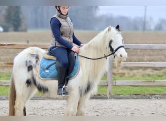 Cob Irlandese / Tinker / Gypsy Vanner, Giumenta, 7 Anni, 135 cm, Pezzato